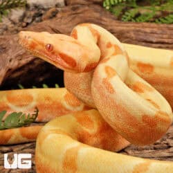 Male Kahl Albino Het Blood Boa For Sale - Underground Reptiles