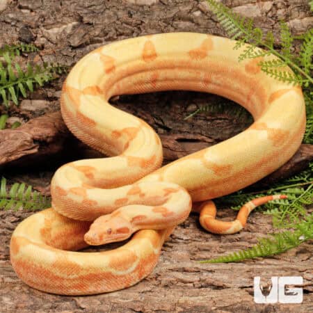 Male Kahl Albino Het Blood Boa For Sale - Underground Reptiles