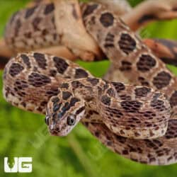 Many Spotted Cat Snakes For Sale - Underground Reptiles