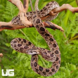 Many Spotted Cat Snakes For Sale - Underground Reptiles