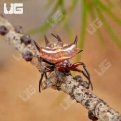 Nigerian Crown Spider For Sale - Underground Reptiles