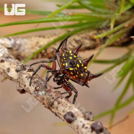 Nigerian Crown Spider For Sale - Underground Reptiles