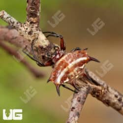 Nigerian Crown Spider For Sale - Underground Reptiles