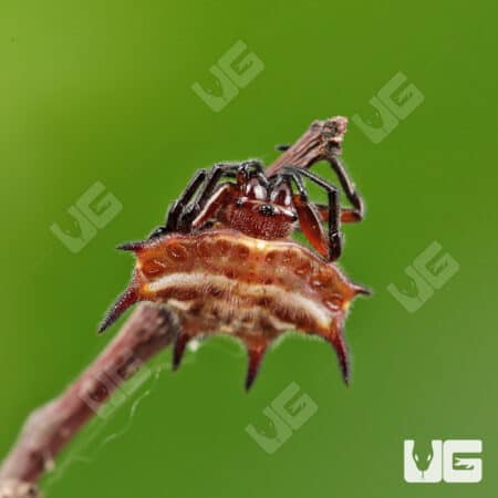 Nigerian Crown Spider For Sale - Underground Reptiles