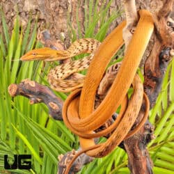 Orange Asian Vine Snakes For Sale - Underground Reptiles