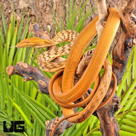 Orange Asian Vine Snakes For Sale - Underground Reptiles