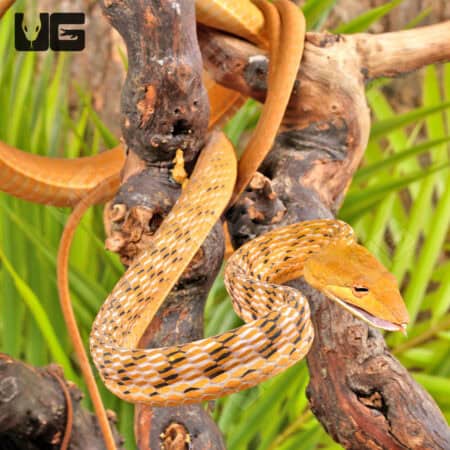 Orange Asian Vine Snakes For Sale - Underground Reptiles