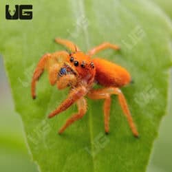 Paradise Jumping Spider (Phidippus nikittes) For Sale - Underground Reptiles