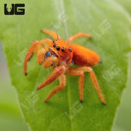 Paradise Jumping Spider (Phidippus nikittes) For Sale - Underground Reptiles