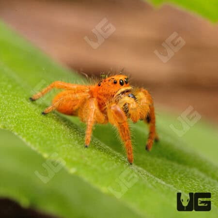 Paradise Jumping Spider (Phidippus nikittes) For Sale - Underground Reptiles