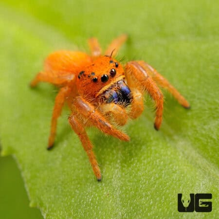 Paradise Jumping Spider (Phidippus nikittes) For Sale - Underground Reptiles
