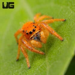 Paradise Jumping Spider (Phidippus nikittes) For Sale - Underground Reptiles