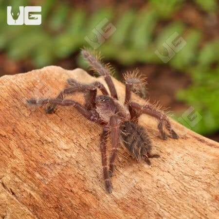 Phan Cay Blue Tarantula (1.5'') For Sale - Underground Reptiles