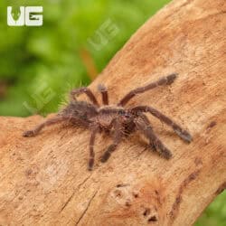 Phan Cay Blue Tarantula (1.5'') For Sale - Underground Reptiles