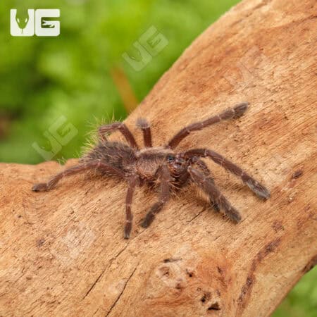 Phan Cay Blue Tarantula (1.5'') For Sale - Underground Reptiles