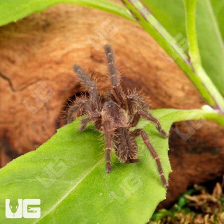 Phan Cay Blue Tarantula (1.5'') For Sale - Underground Reptiles