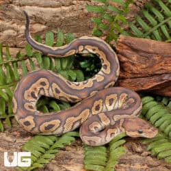 Phantom Clown Ball Python For Sale - Underground Reptiles