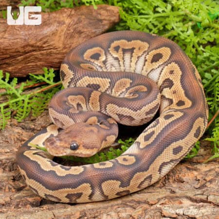 Phantom Clown Ball Python For Sale - Underground Reptiles