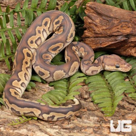 Phantom Clown Ball Python For Sale - Underground Reptiles