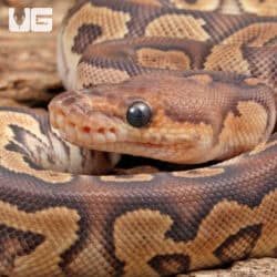 Phantom Clown Ball Python For Sale - Underground Reptiles