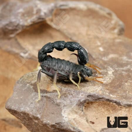 Pillar Tail Scorpions for Sale - Underground Reptiles