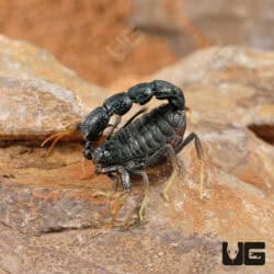 Pillar Tail Scorpions for Sale - Underground Reptiles