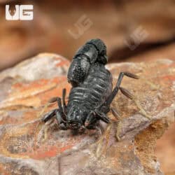 Pillar Tail Scorpions for Sale - Underground Reptiles