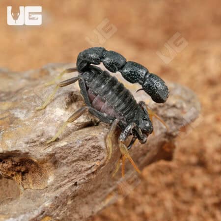 Pillar Tail Scorpions for Sale - Underground Reptiles