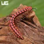 Pink Dragon Millipede (Desmoxytes Planata) For Sale - Underground