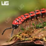 Pink Dragon Millipede (Desmoxytes Planata) For Sale - Underground Reptiles