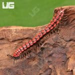 Pink Dragon Millipede (Desmoxytes Planata) For Sale - Underground Reptiles