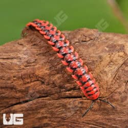 Pink Dragon Millipede (Desmoxytes Planata) For Sale - Underground Reptiles