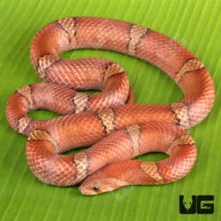 Red Kukri Snakes for sales For Sale - Underground Reptiles