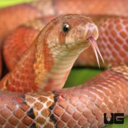 Red Kukri Snakes for sales For Sale - Underground Reptiles