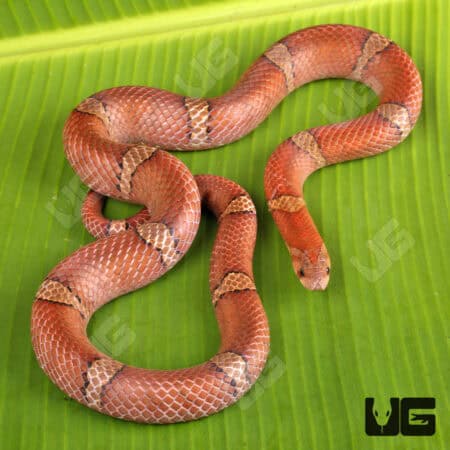 Red Kukri Snakes for sales For Sale - Underground Reptiles