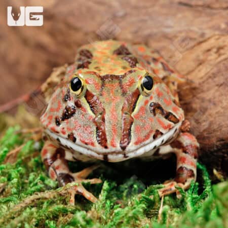 Red Pacific Pacman Frogs For Sale - Underground Reptiles