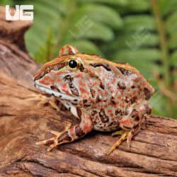 Red Pacific Pacman Frogs For Sale - Underground Reptiles