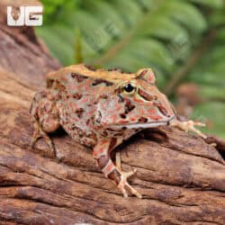 Red Pacific Pacman Frogs For Sale - Underground Reptiles