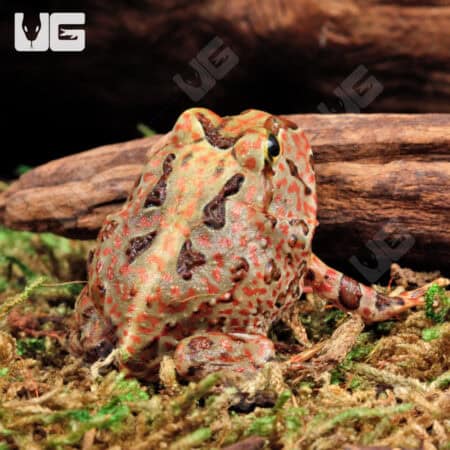 Red Pacific Pacman Frogs For Sale - Underground Reptiles