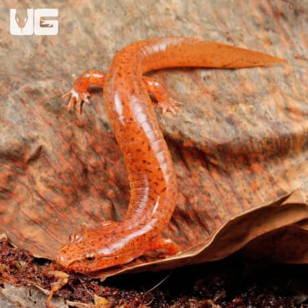 Red Spring Salamanders For Sale - Underground Reptiles