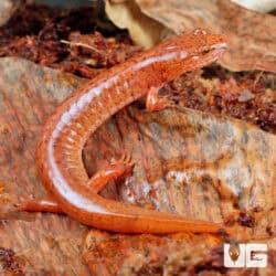 Red Spring Salamanders For Sale - Underground Reptiles