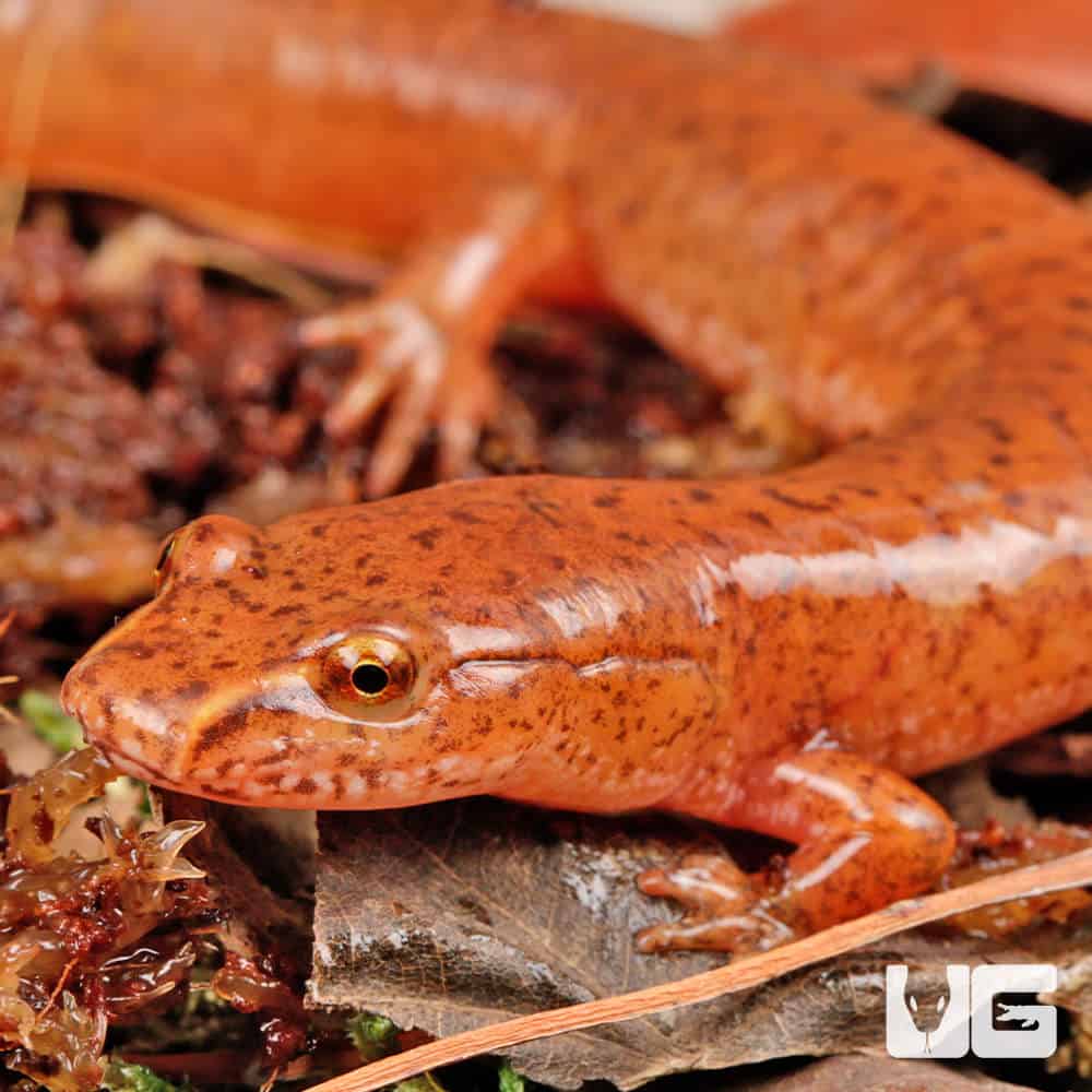Red Spring Salamanders For Sale Underground Reptiles