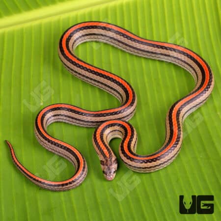 Striped Kukri Snakes for sales For Sale - Underground Reptiles