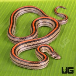 Striped Kukri Snakes for sales For Sale - Underground Reptiles