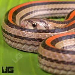 Striped Kukri Snakes for sales For Sale - Underground Reptiles