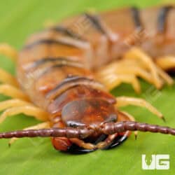 Rio Grande Centipede For Sale - Underground Reptiles