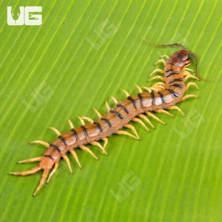 Rio Grande Centipede For Sale - Underground Reptiles