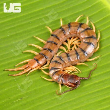 Rio Grande Centipede For Sale - Underground Reptiles
