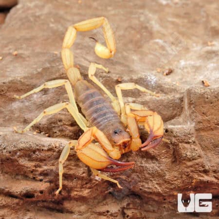 Rock Scorpions For Sale - Underground Reptiles
