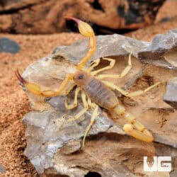 Rock Scorpions For Sale - Underground Reptiles